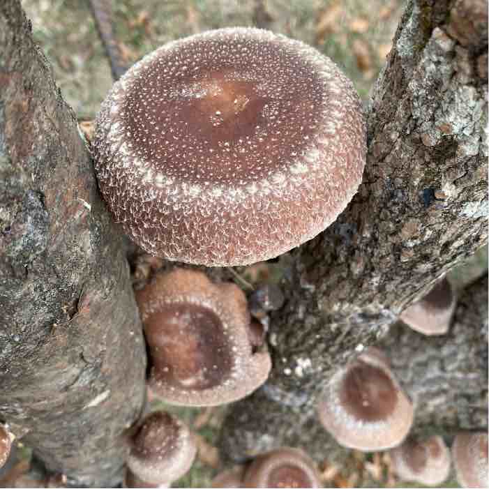 Shiitake