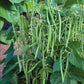Blue Lake Pole Bean Seeds online shopping