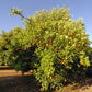 Olinda Nucellar Valencia Orange Budwood citrus plant material online shopping