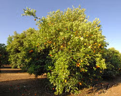 Olinda Nucellar Valencia Orange Budwood citrus plant material online shopping
