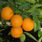 Olinda Nucellar Valencia Orange Budwood citrus plant material online shopping