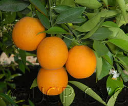 Olinda Nucellar Valencia Orange Budwood citrus plant material online shopping