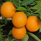 Olinda Nucellar Valencia Orange Budwood citrus plant material online shopping