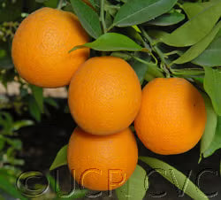 Olinda Nucellar Valencia Orange Budwood citrus plant material online shopping