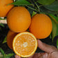 Olinda Nucellar Valencia Orange Budwood citrus plant material online shopping