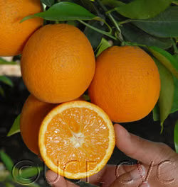Olinda Nucellar Valencia Orange Budwood citrus plant material online shopping