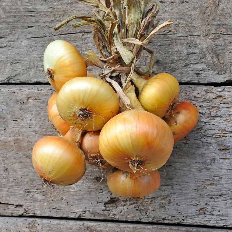 Granex Yellow Supersweet Onion