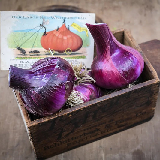 Wethersfield Red Onion