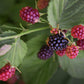 Rubus ‘Chester’ Blackberry Plants online shopping
