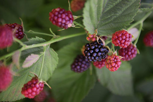 Rubus ‘Chester’ Blackberry