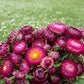 Bright Rose Strawflower Seeds online shopping