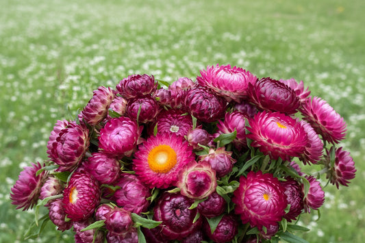 Bright Rose Strawflower Seeds online shopping