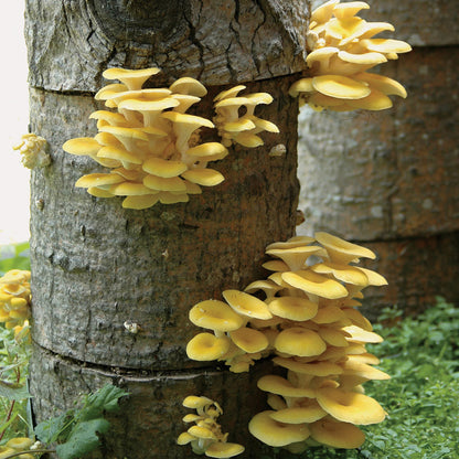 Golden Oyster Mushroom - Pleurote Jaune