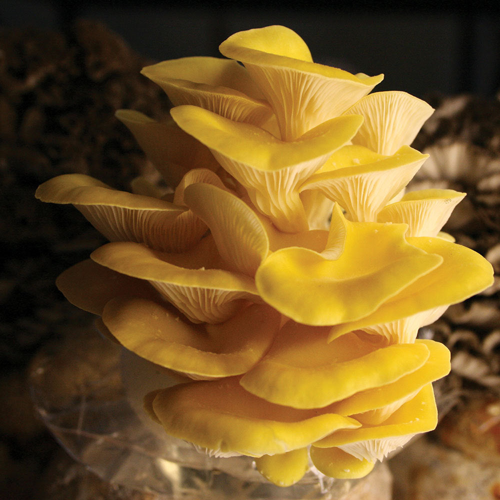 Golden Oyster Mushroom - Pleurote Jaune