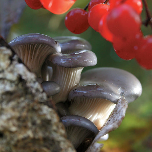 Grey Dove™  Oyster Mushroom - Pleurote Gris Grey Dove™