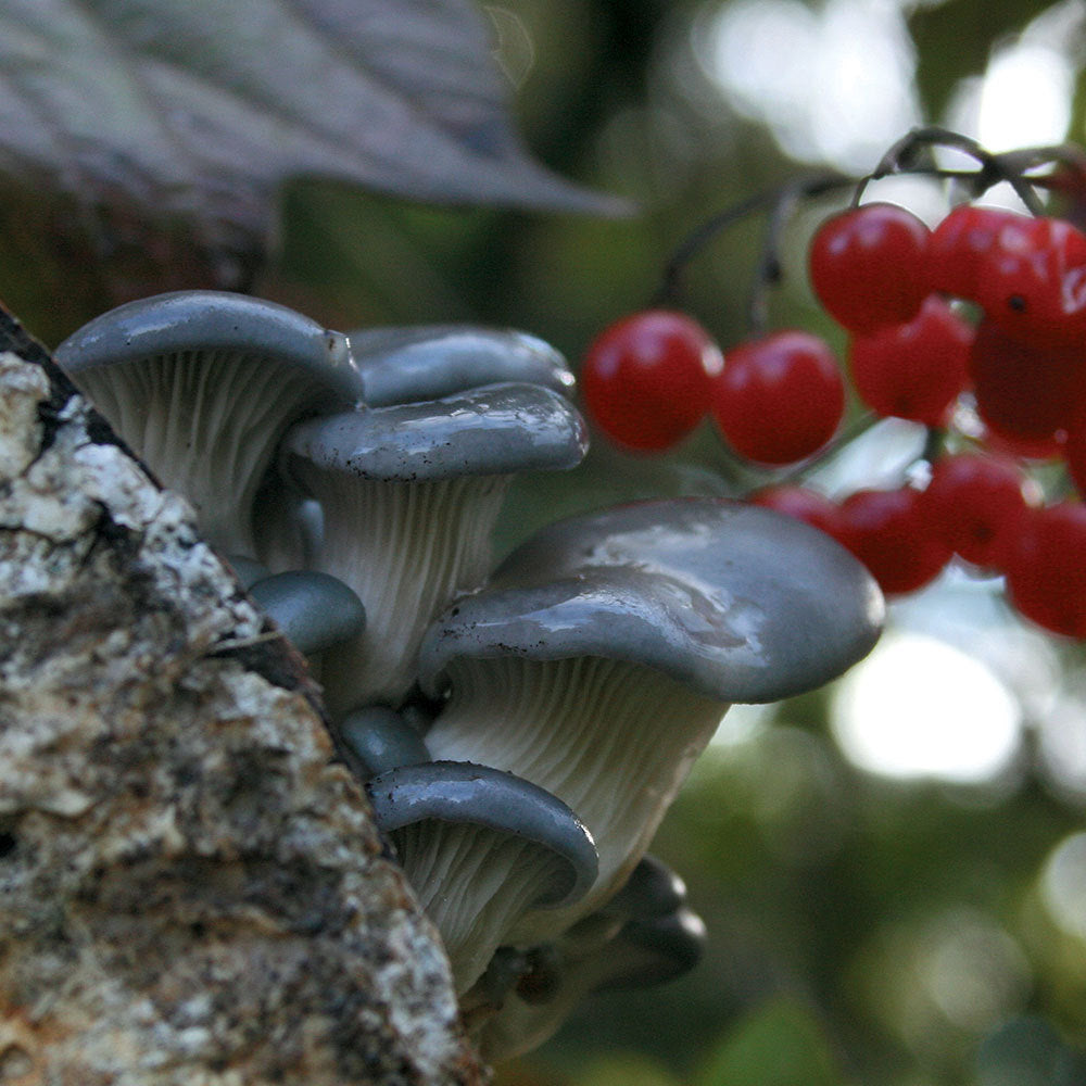 Grey Dove™  Oyster Mushroom - Pleurote Gris Grey Dove™