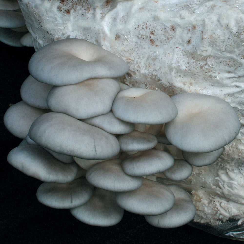 Grey Dove™  Oyster Mushroom - Pleurote Gris Grey Dove™