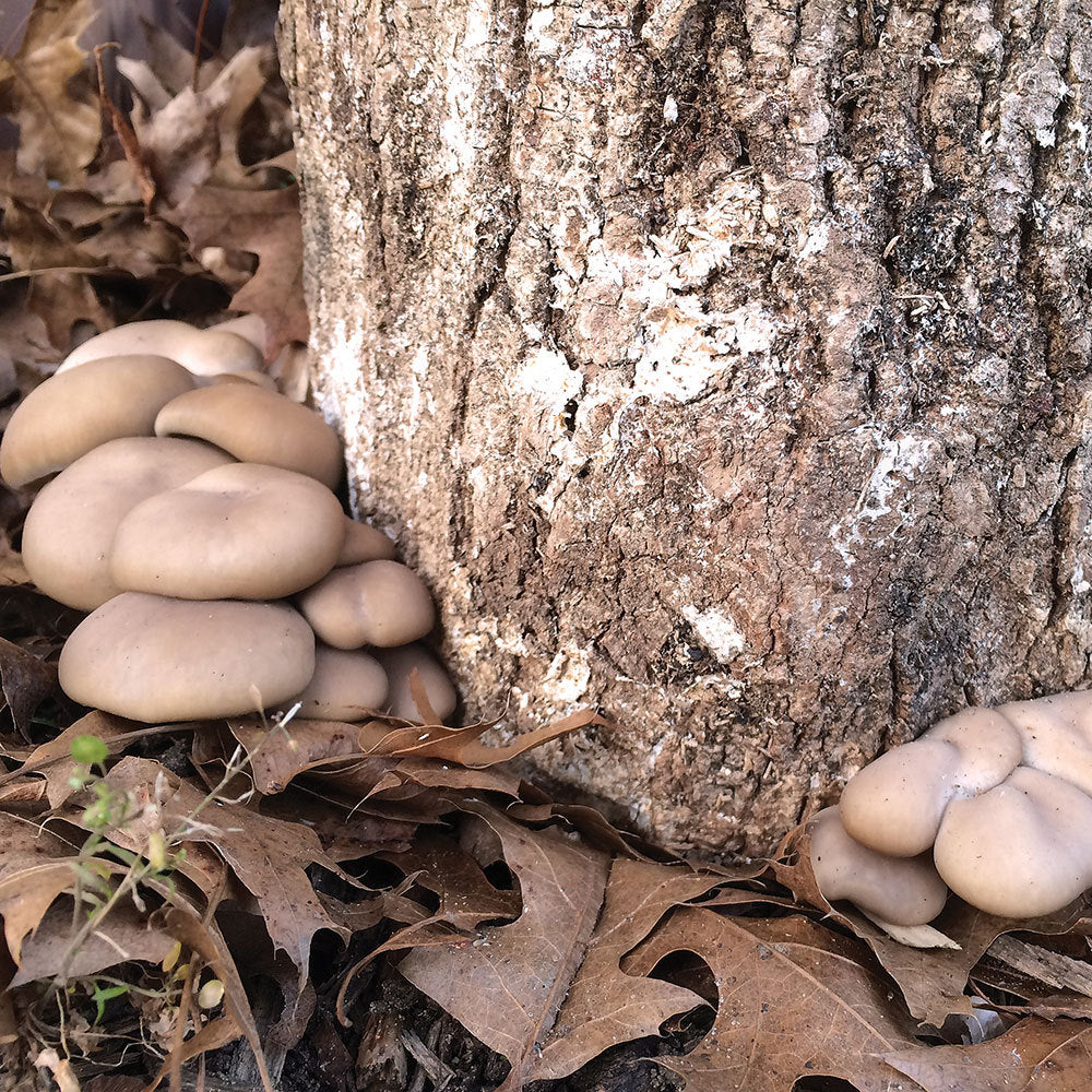 Italian Oyster Mushroom - Pleurote Italien