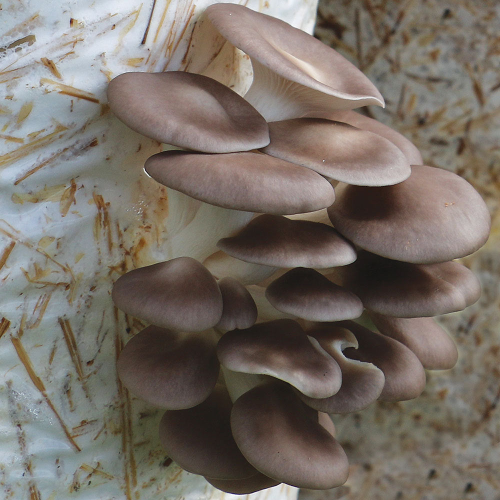 Italian Oyster Mushroom - Pleurote Italien