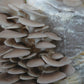Italian Oyster Mushroom - Pleurote Italien