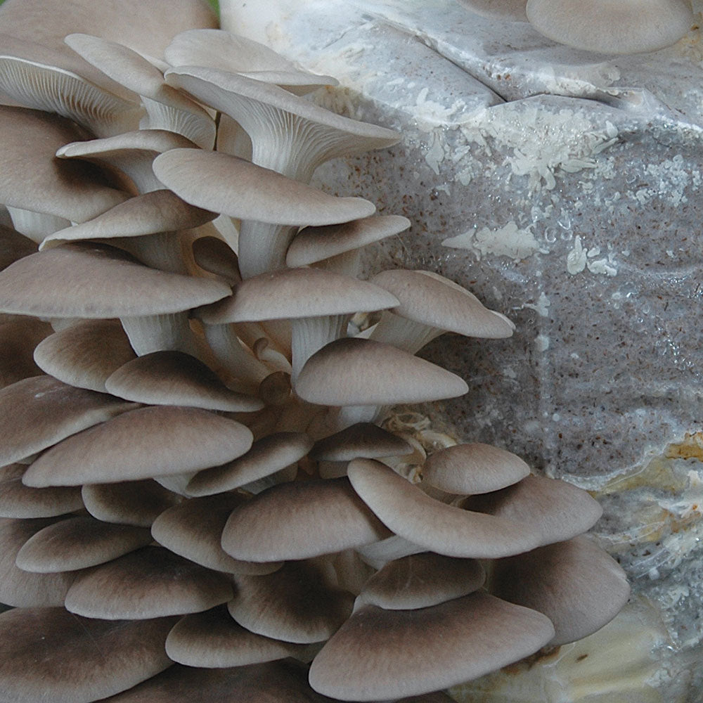 Italian Oyster Mushroom - Pleurote Italien