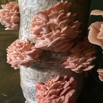 Pink Oyster Mushroom Live Mycelium