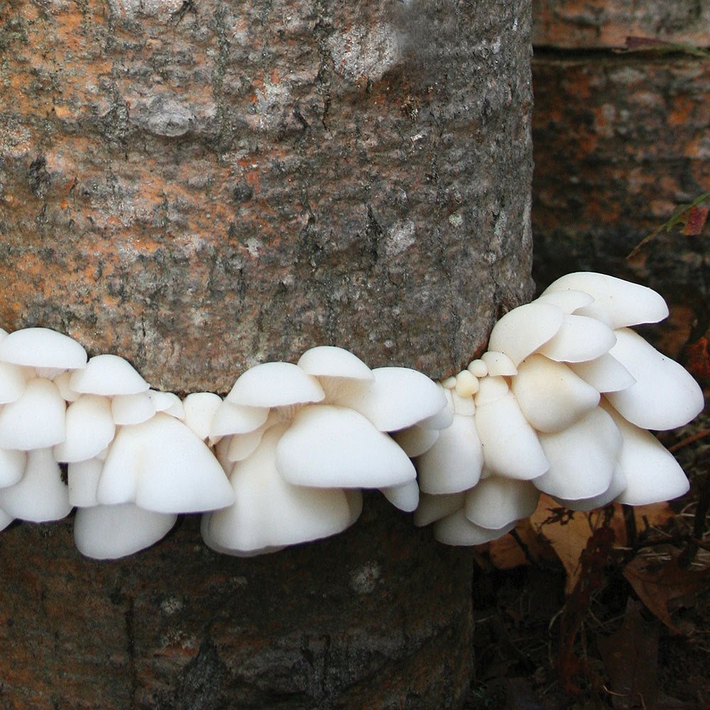 Polar White™ Oyster Mushroom - Pleurote Blanc Polar White™