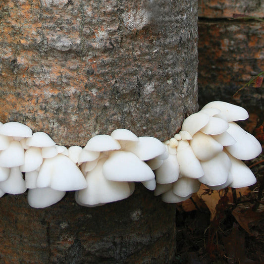 Polar White™ Oyster Mushroom - Pleurote Blanc Polar White™