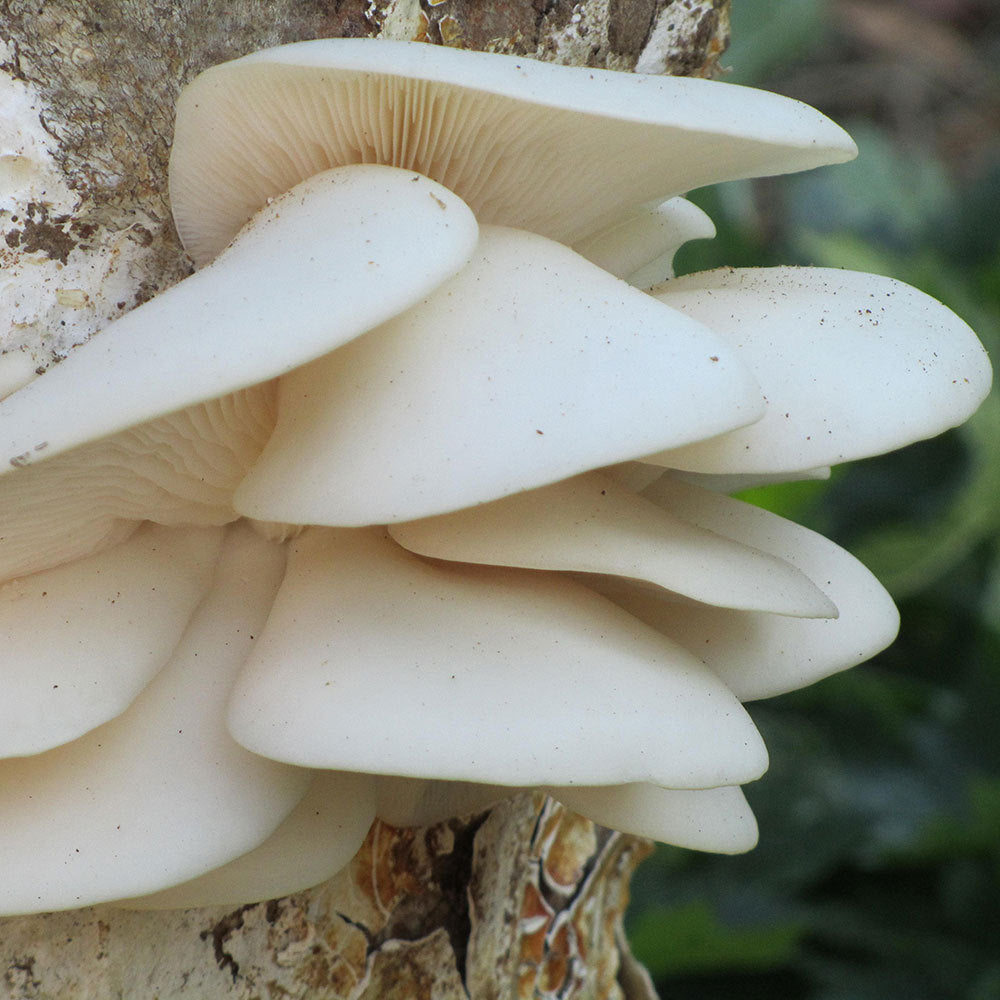 Polar White™ Oyster Mushroom - Pleurote Blanc Polar White™