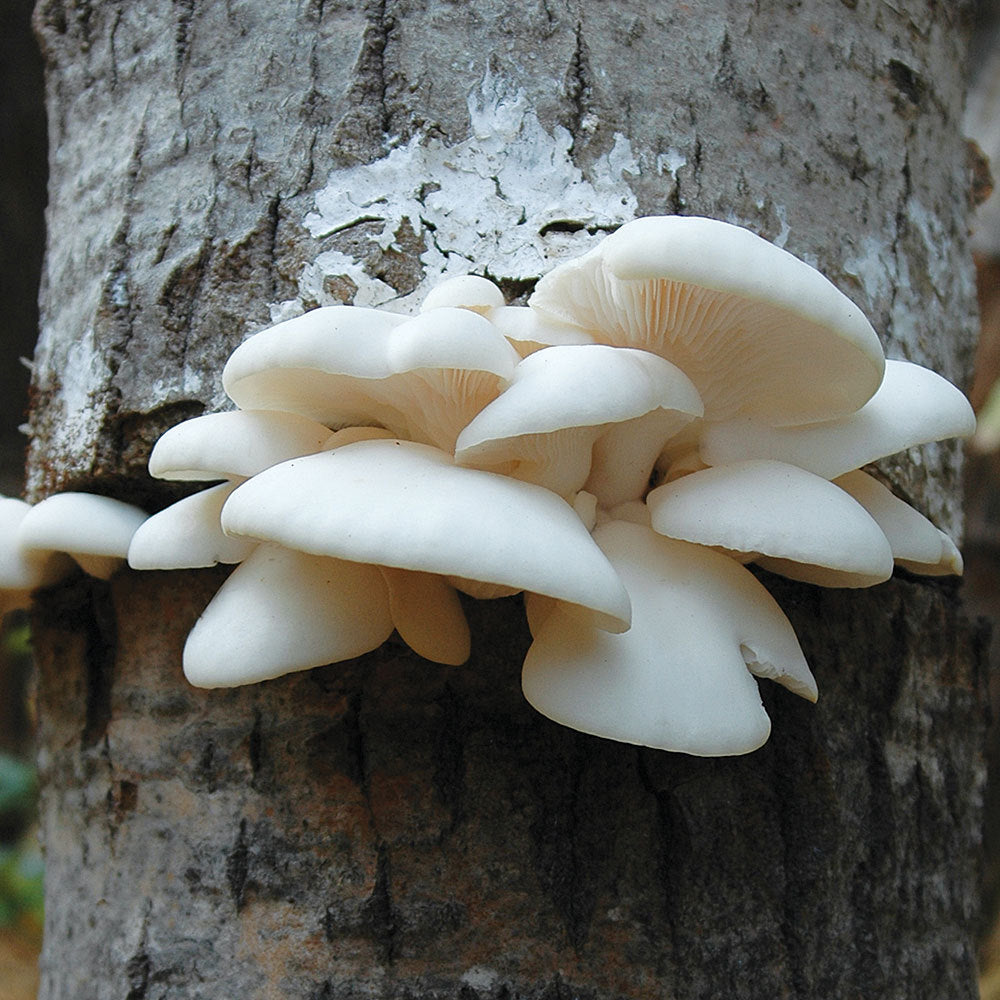 Polar White™ Oyster Mushroom - Pleurote Blanc Polar White™