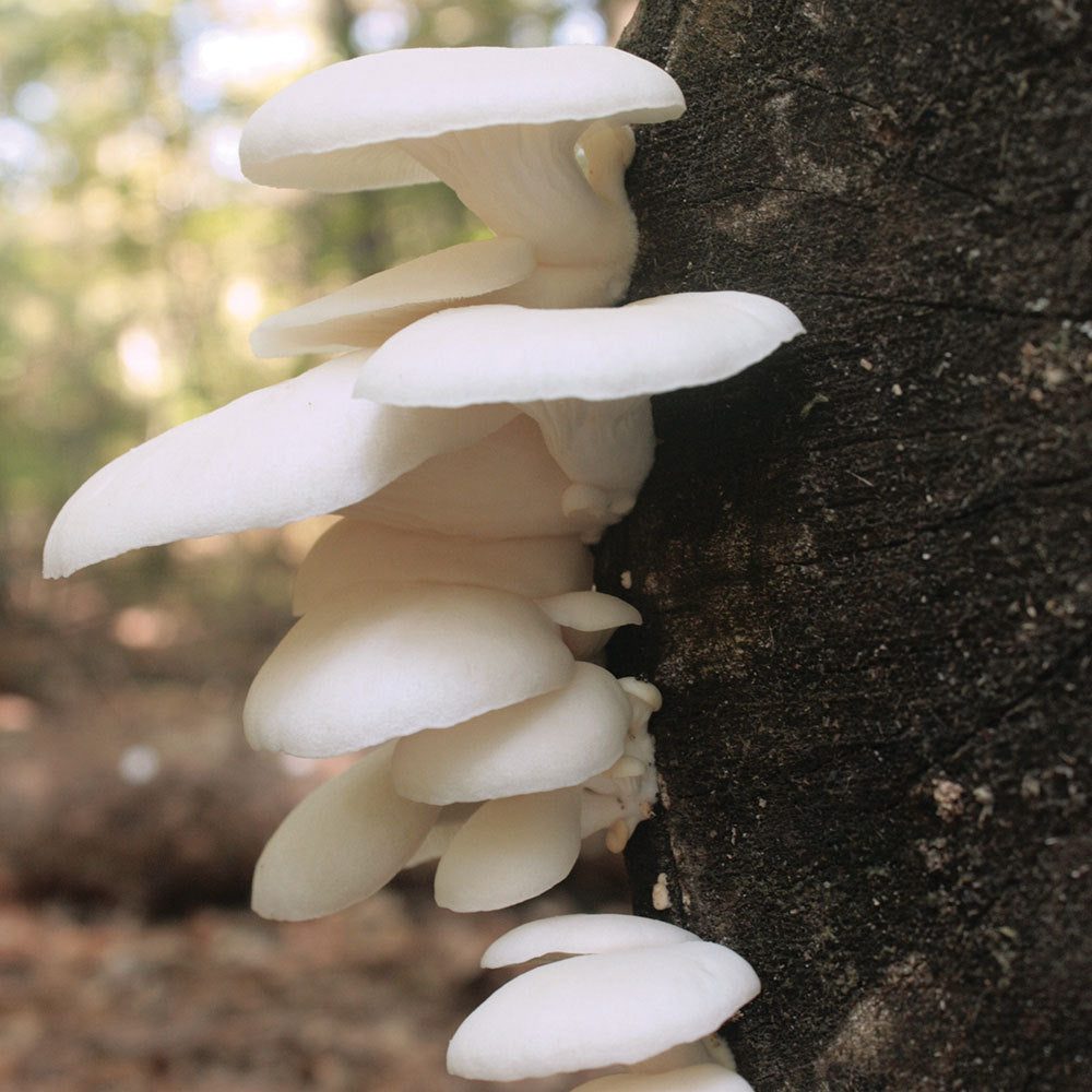 Summer White™ Oyster Mushroom - Pleurote Blanc Summer White™