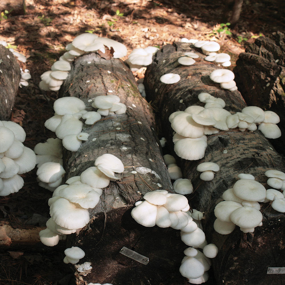 Summer White™ Oyster Mushroom - Pleurote Blanc Summer White™