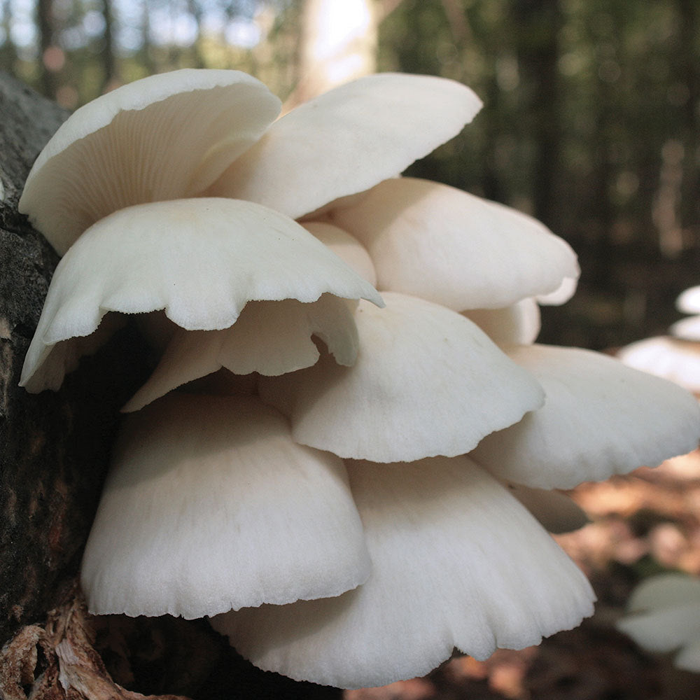 Summer White™ Oyster Mushroom - Pleurote Blanc Summer White™