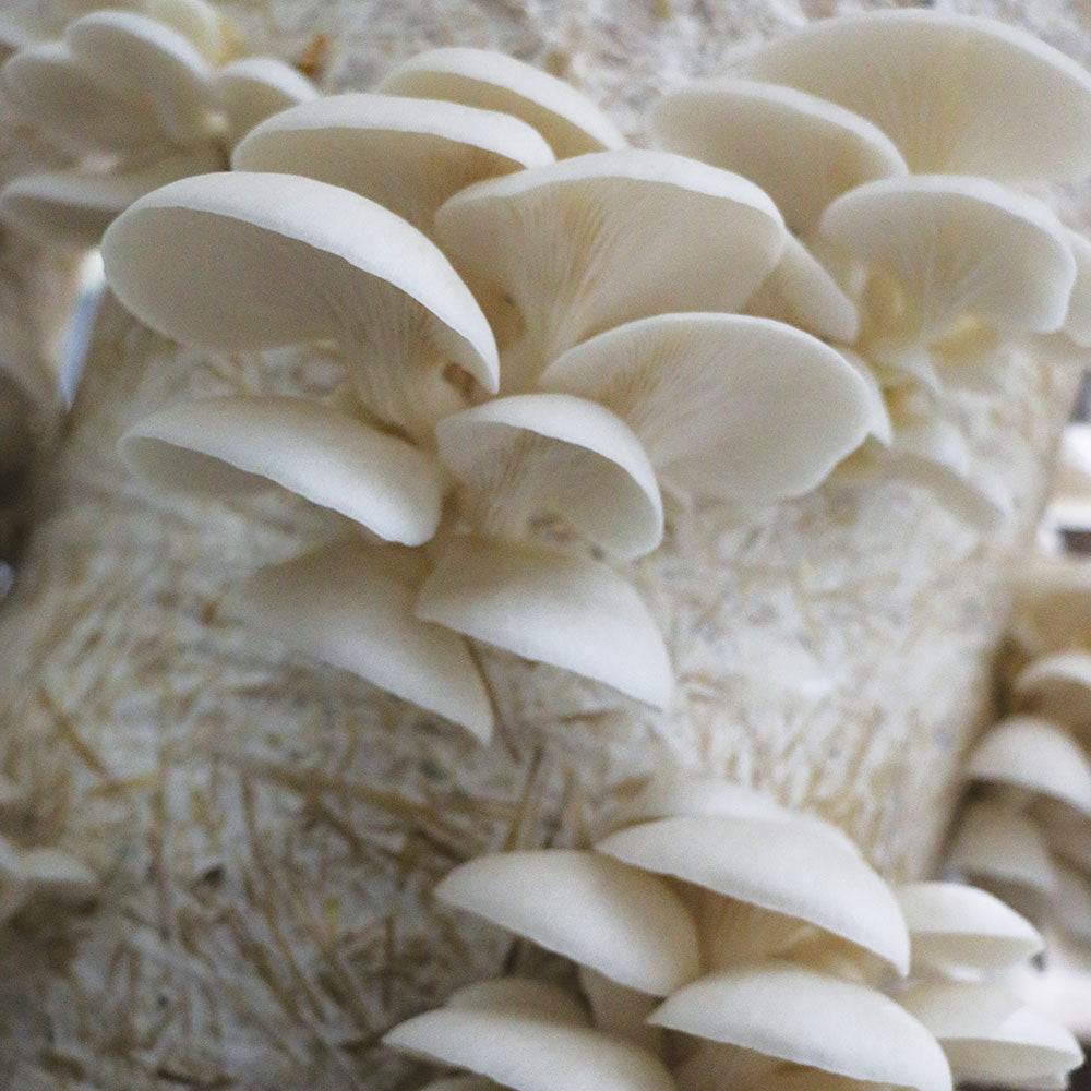 Summer White™ Oyster Mushroom - Pleurote Blanc Summer White™