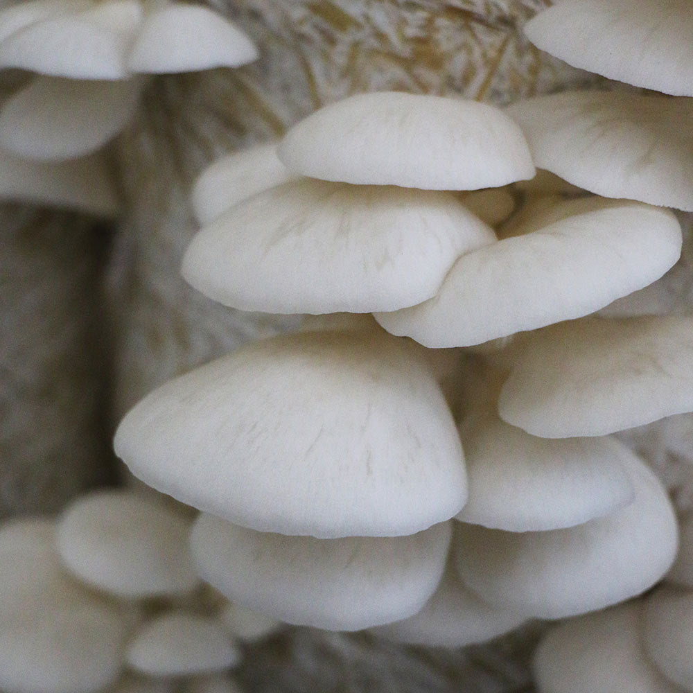 Summer White™ Oyster Mushroom - Pleurote Blanc Summer White™