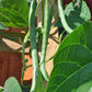 Blue Lake Pole Bean Seeds online shopping