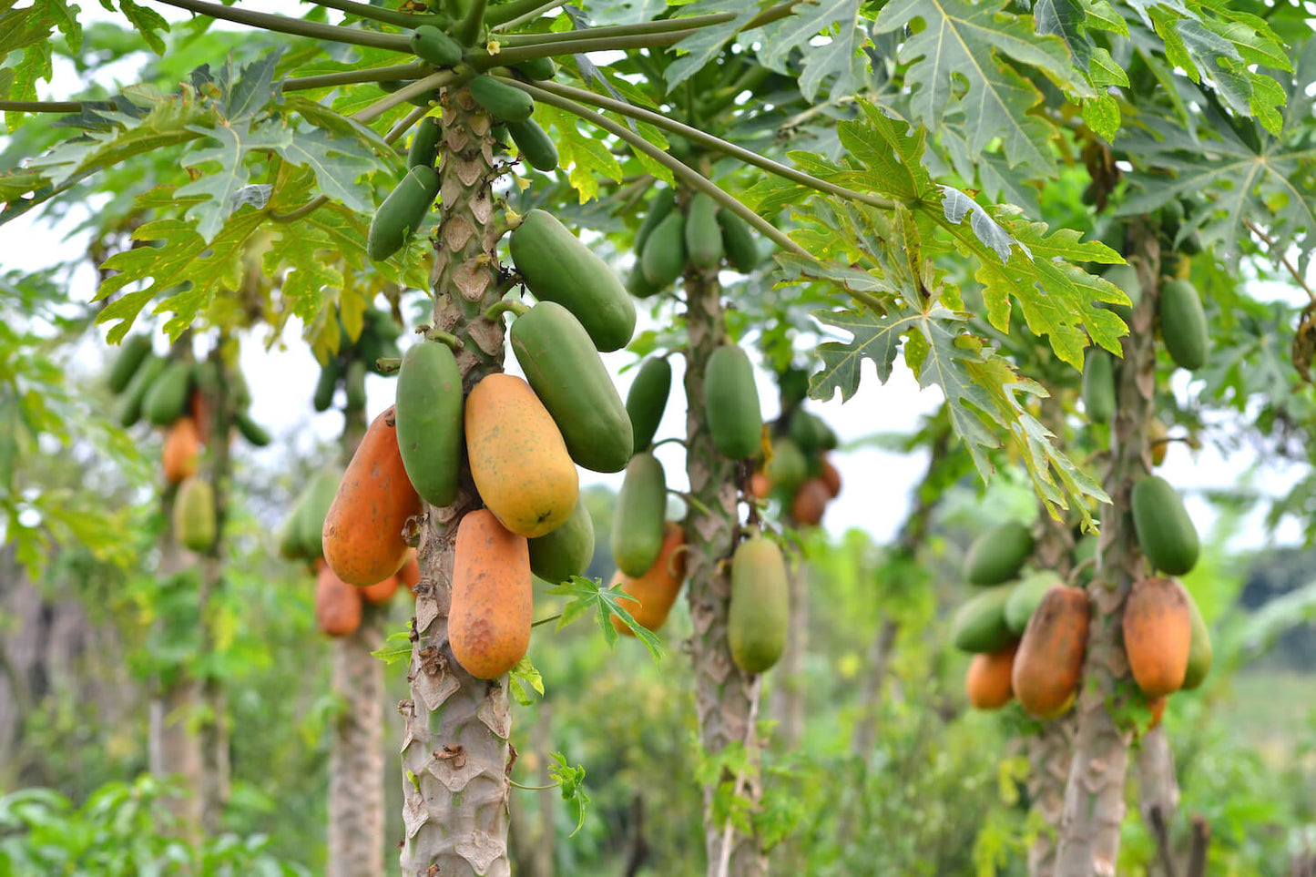 Papaya Tree - Papayer