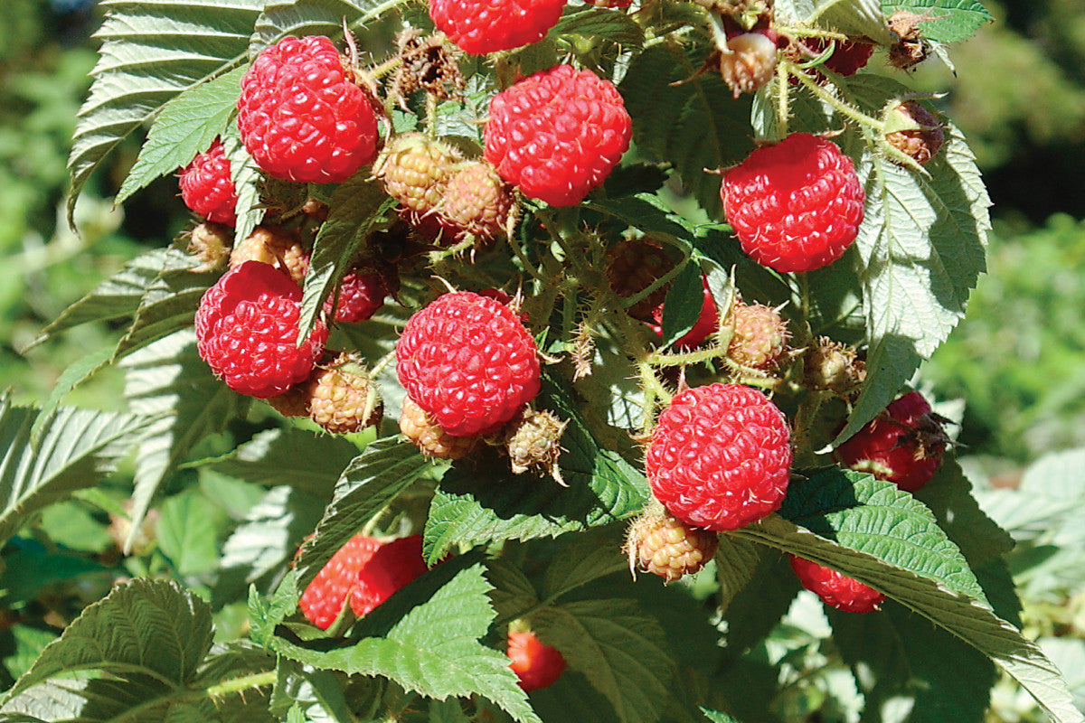 Old Season Raspberry Pathfinder Fall Fruiting Season Raspberry Plant – EVERGREEN