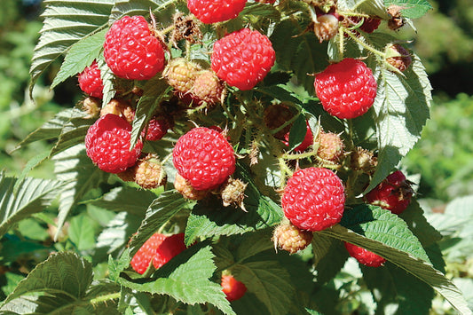 Pathfinder Fall Fruiting Season Raspberry Plants