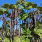 Purple Peacock Pole Bean Seeds online shopping