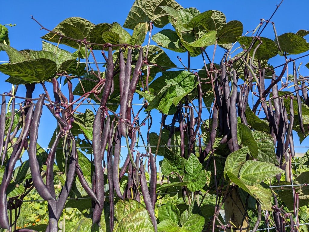 Purple Peacock Pole Bean Seeds online shopping