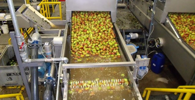 Aweta Pear Sorting and Packing Line