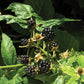 Perron Noir Blackberry