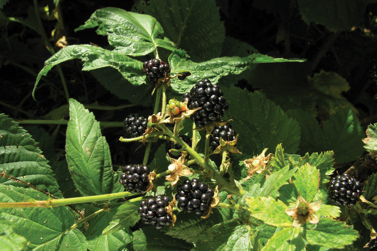 Perron Noir Blackberry