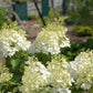 Hydrangea paniculata Phantom