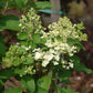 Hydrangea paniculata Phantom