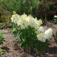 Hydrangea paniculata Phantom
