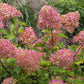 Hydrangea paniculata Phantom