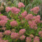 Hydrangea paniculata Phantom