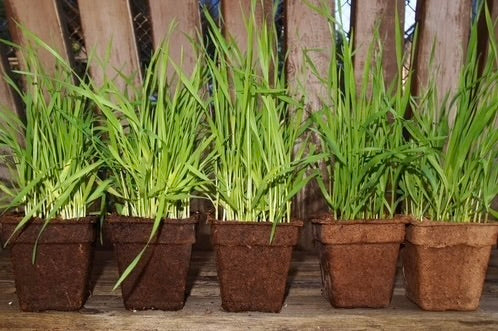 CowPot #3 Square Plantable Pot